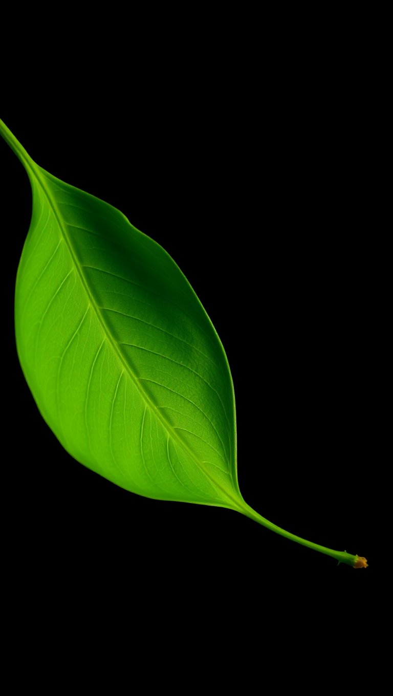 Green Leaf Emblazoned on a Black Background Canvas