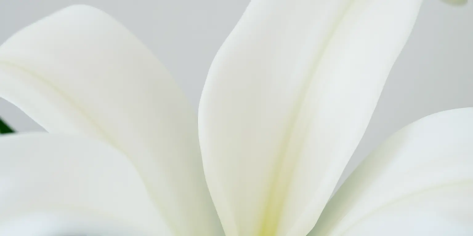 Delicate White Lily Flower with Subtle Texture