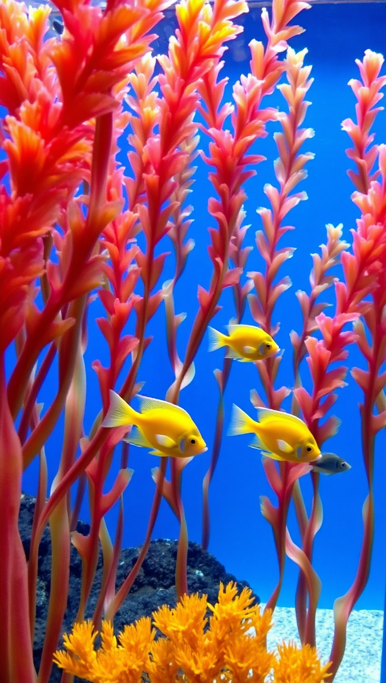 Colorful Kelp Forest Background for Fish Tank