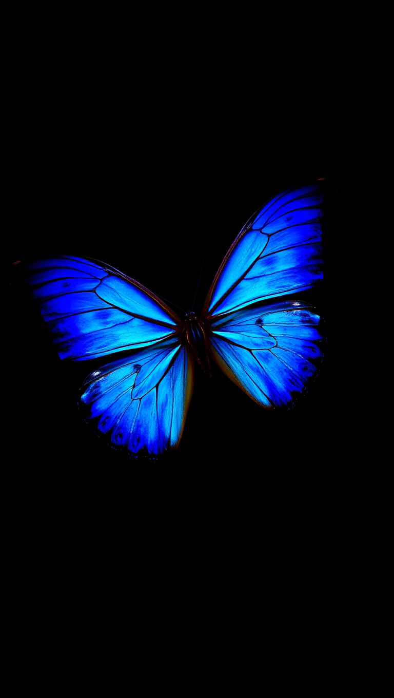 Blue Butterfly Perches on Black Background Picture